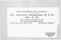 Cronartium coleosporioides image